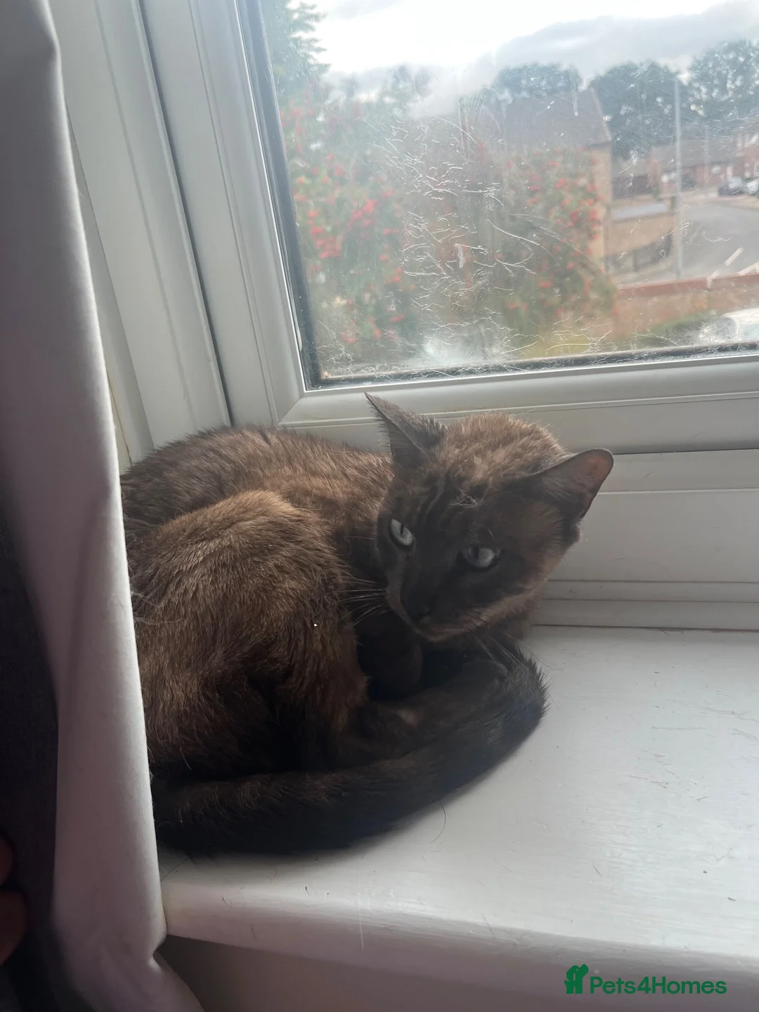 Bengal cats for sale: Bengal female  - Advert 4