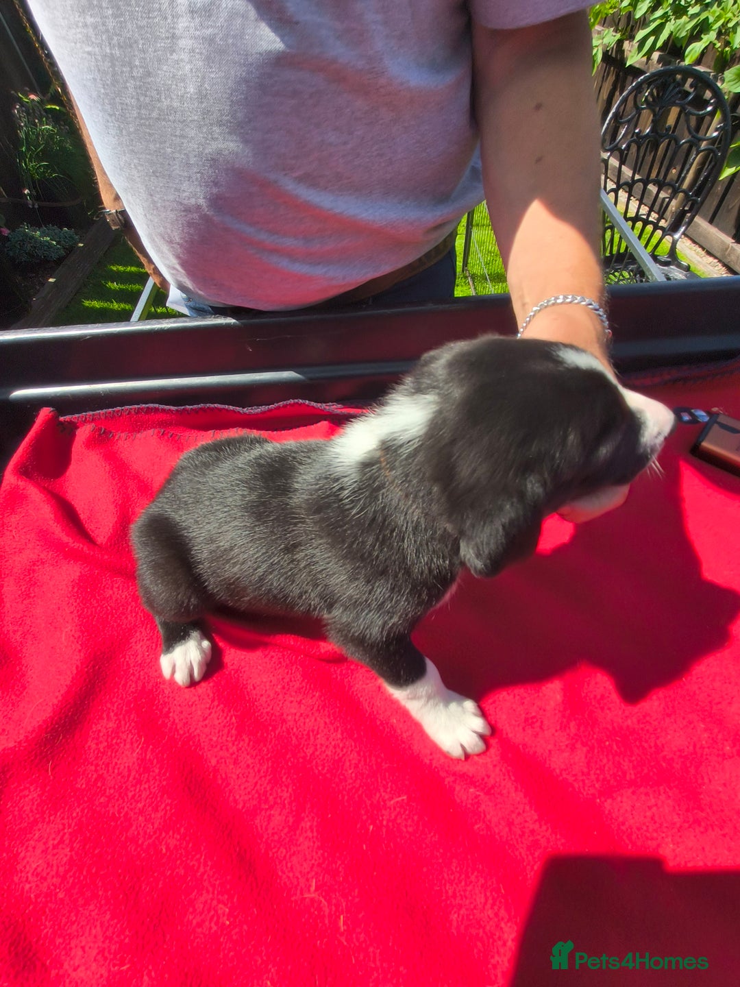 Border Collie dogs for sale: Border Collie pups for sale - Image 14