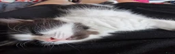 Mixed Breed cats for sale: Male kitten - Advert 10