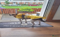 Mixed Breed dogs for sale: 6 year old Jack Russel x - Image 2