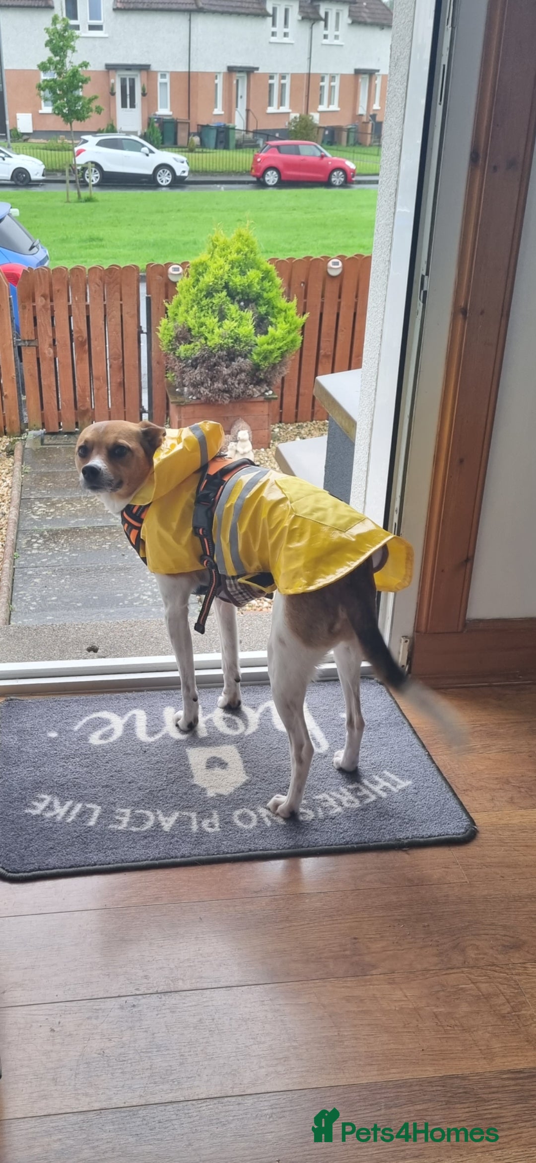 Mixed Breed dogs for sale: 6 year old Jack Russel x - Image 2