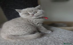 British Shorthair cats for sale: Gccf registered British shorthair kittens Lilac  - Image 4
