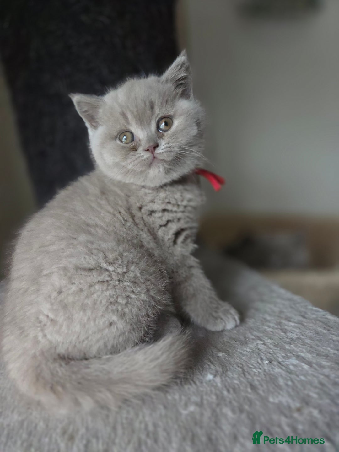 British Shorthair cats for sale: Gccf registered British shorthair kittens Lilac  - Image 4