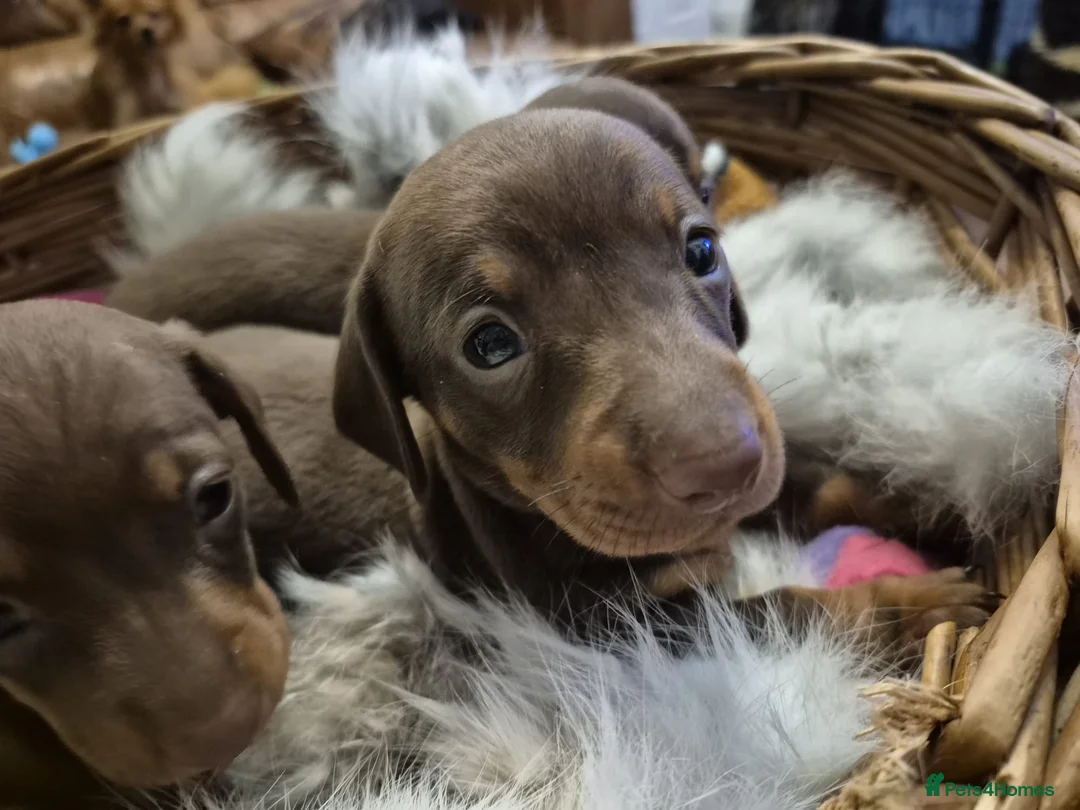 Miniature Dachshund dogs for stud: ⭐️ TRIGGER⭐️ smooth hair Isabella & Tan STUD in Mexborough - Advert 20