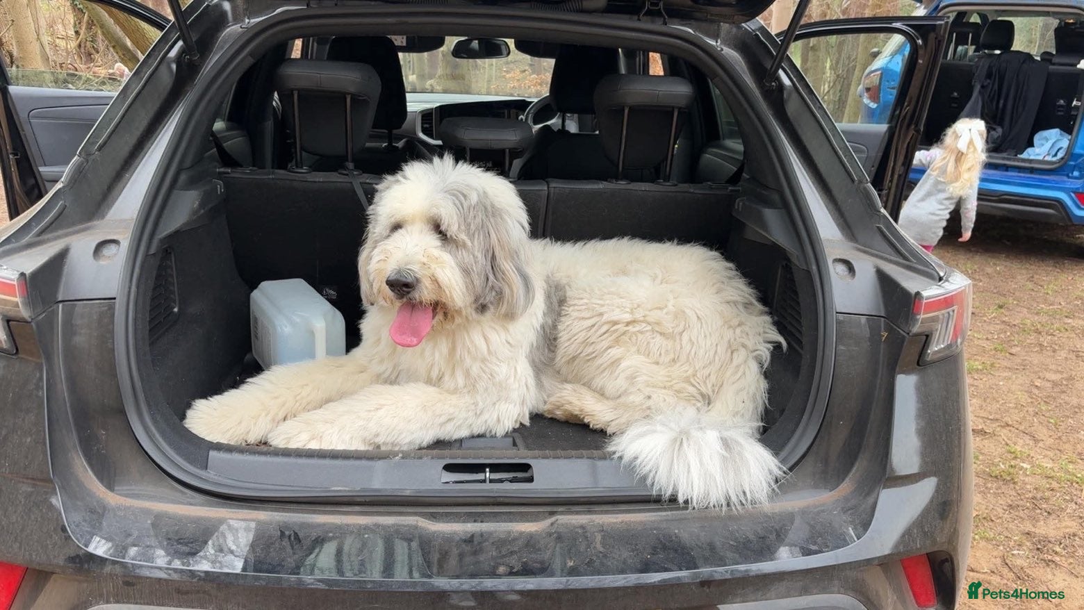 Belgian Shepherd Dog dogs Bella - Advert 9