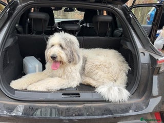 Belgian Shepherd Dog dogs for sale - Advert 1