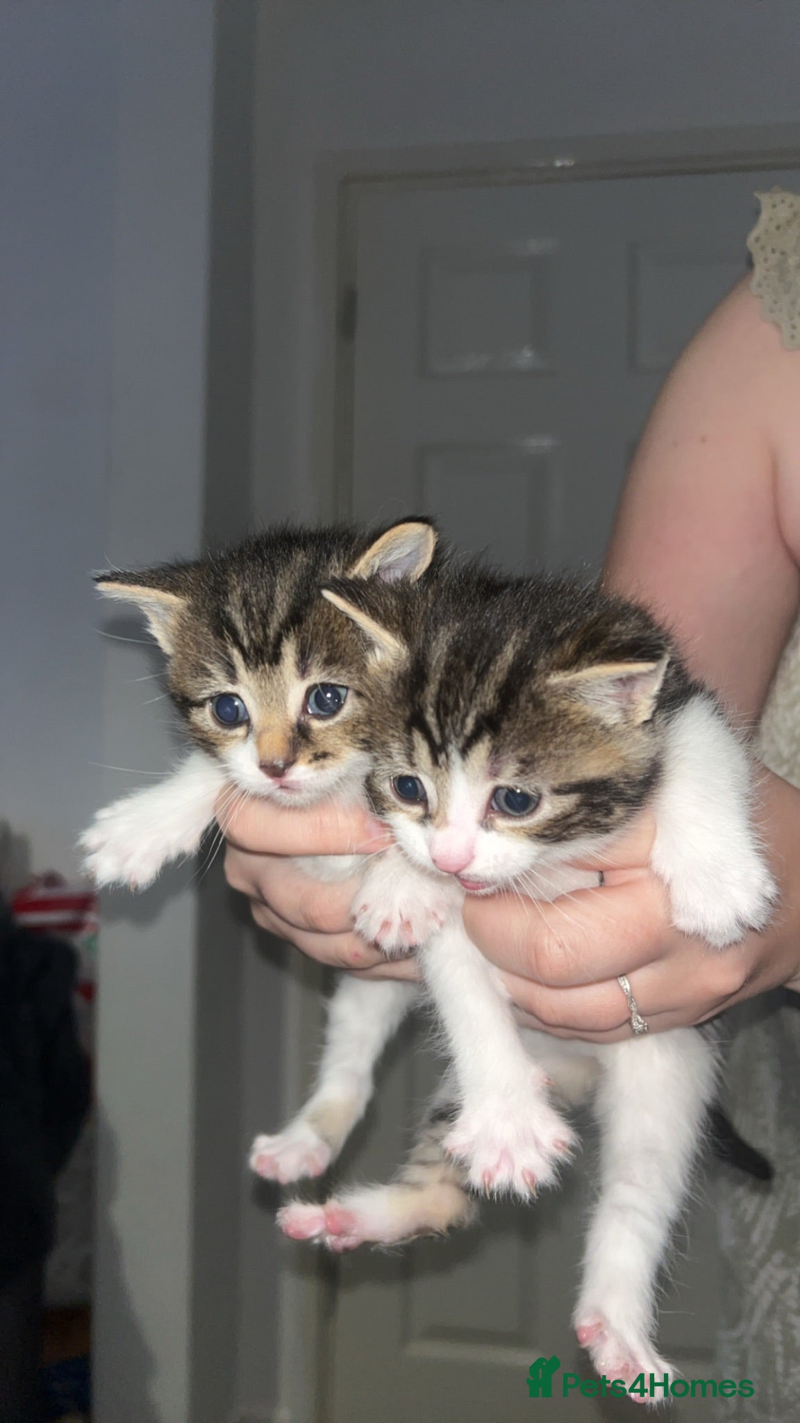 Mixed Breed cats Two Female Twins🐾Ready to go! - Advert 1
