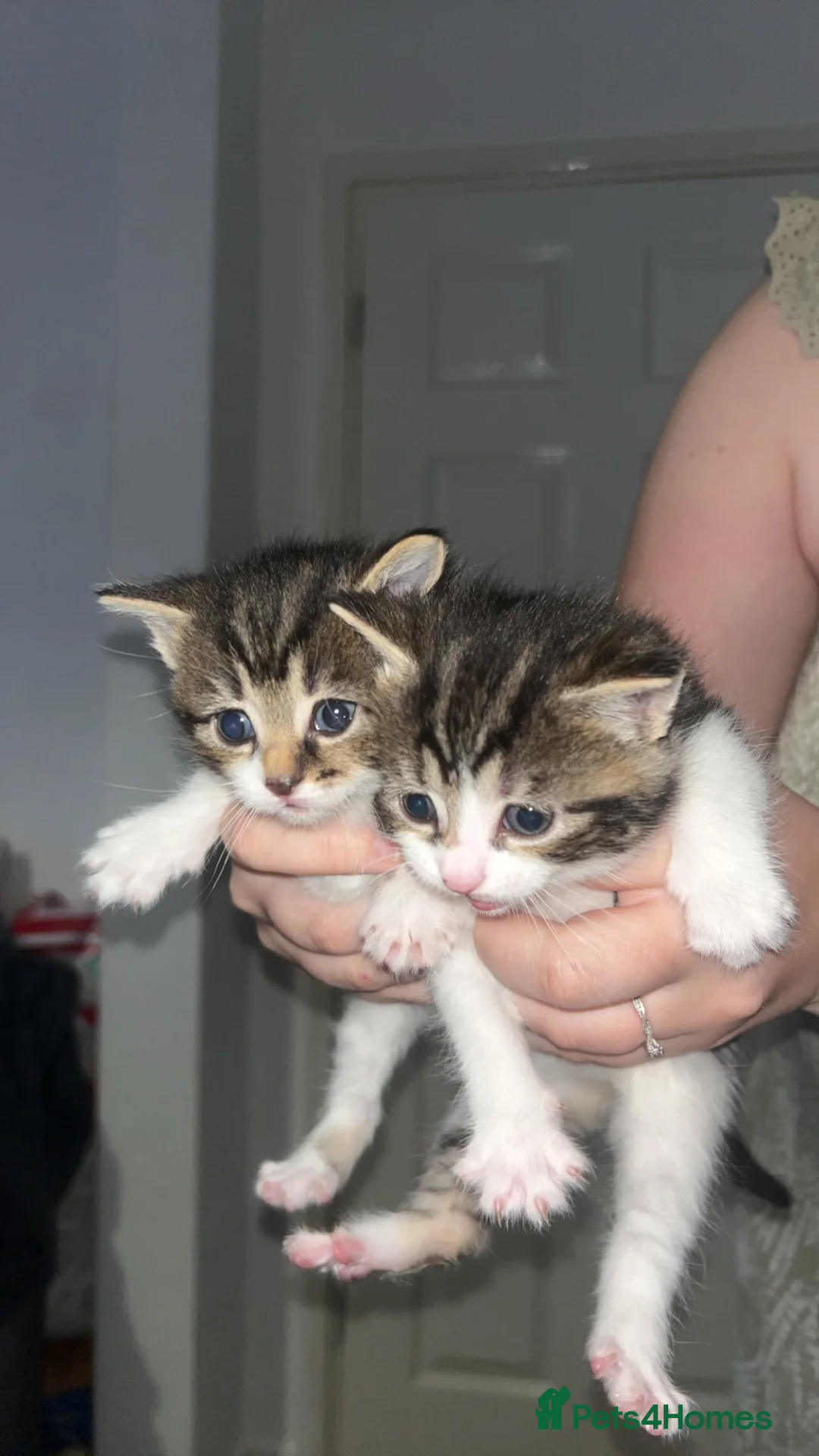 Mixed Breed cats for sale: Two Female Twins🐾Ready to go! in Tredegar - Advert 1