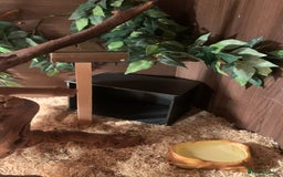 Corn Snake reptiles for sale:  Zep the cornsnake - Image 8
