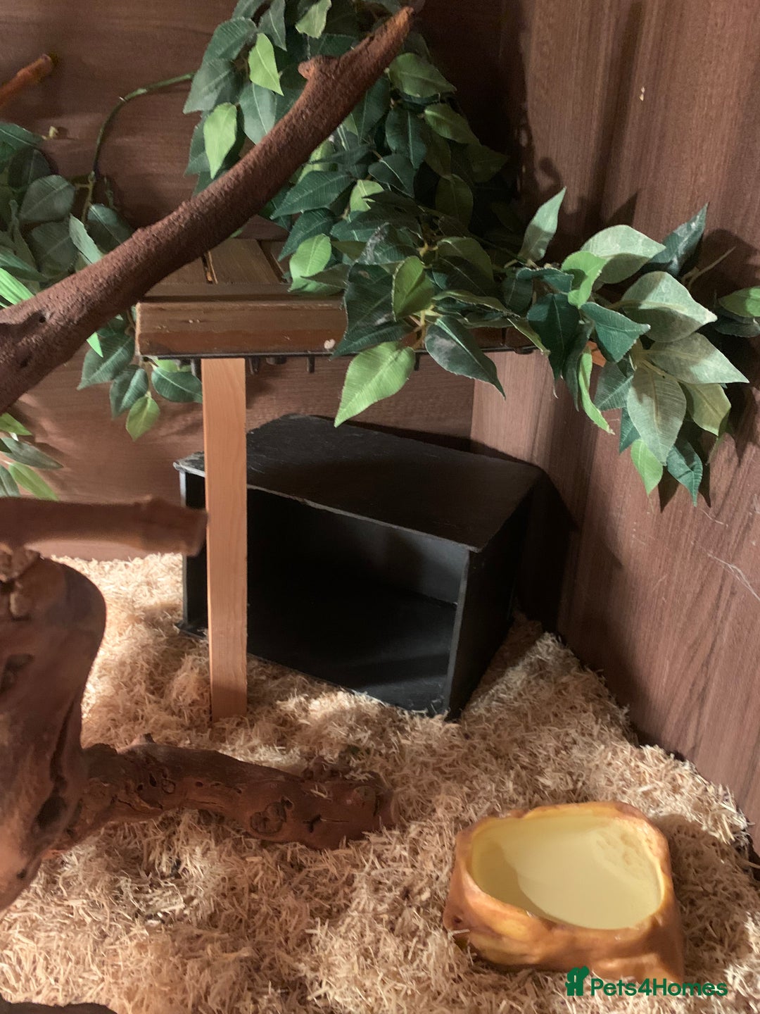 Corn Snake reptiles for sale:  Zep the cornsnake - Image 8