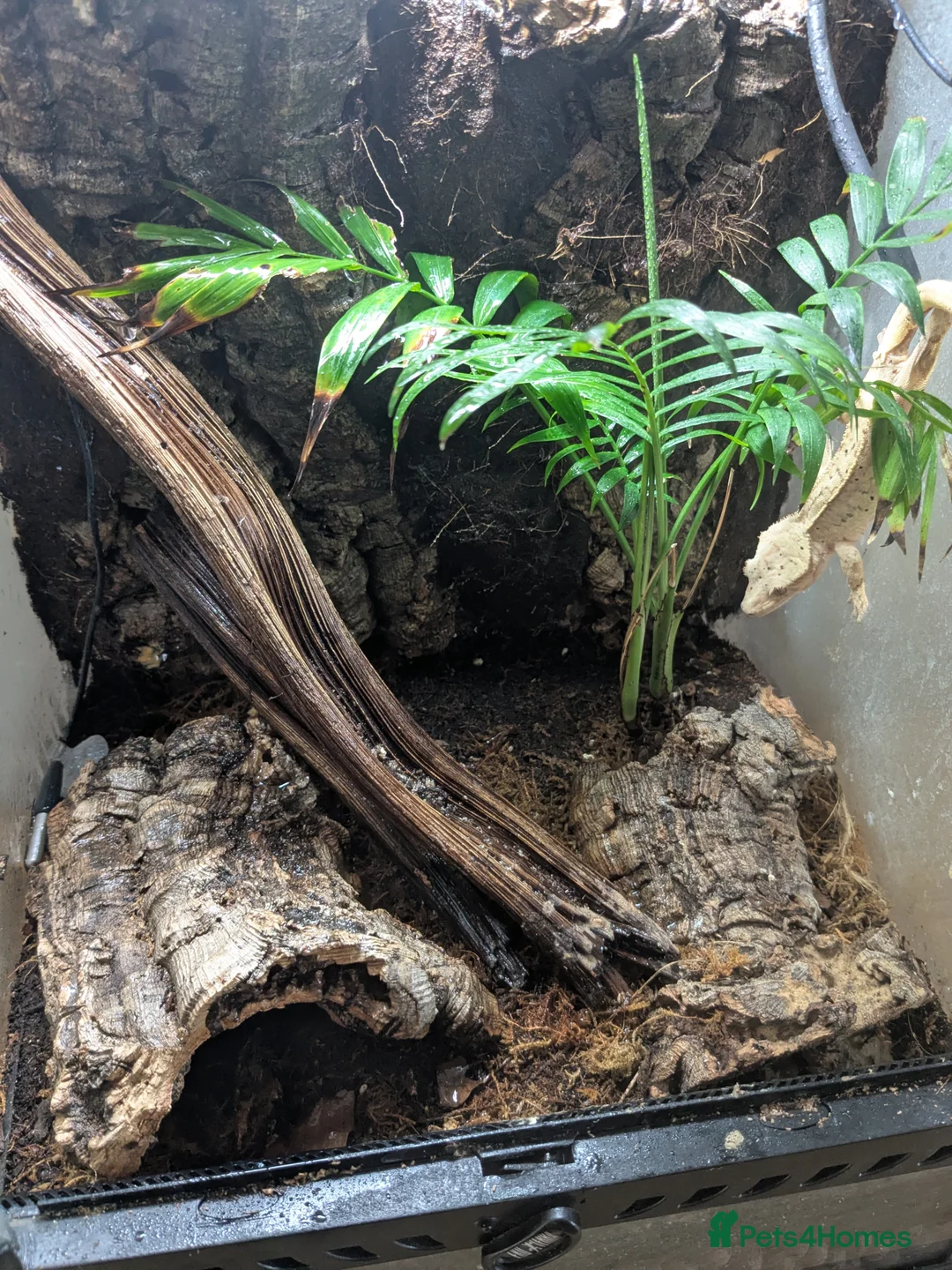 Gecko reptiles for sale: Crested Gecko & bioactive Vivarium - Advert 3