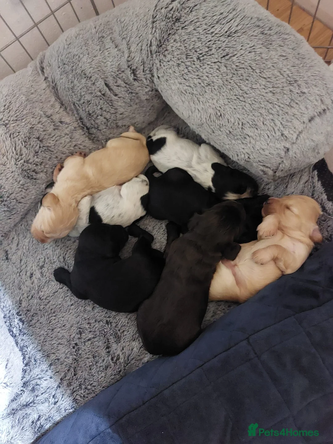 Sprocker dogs for sale: Stunning Sprocker Spaniel Puppies For Sale in Hull - Advert 2