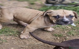 Boerboel dogs for sale: Meet our lovely Sahara! 5Month old boerbel.  - Image 3