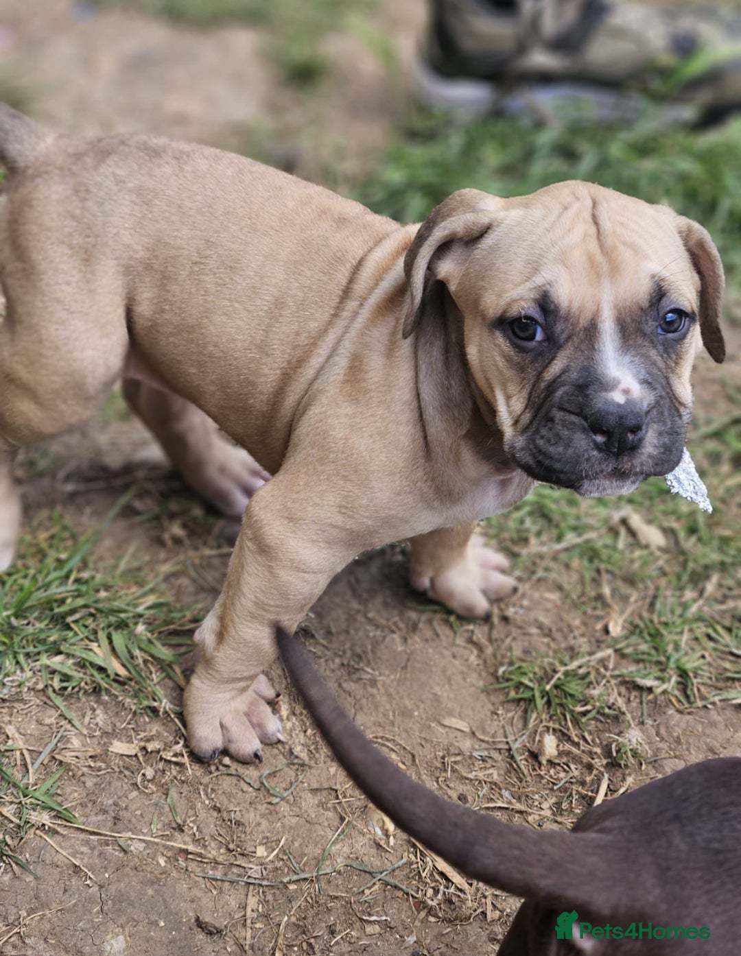 Boerboel dogs for sale: Meet our lovely Sahara! 5Month old boerbel.  - Image 3