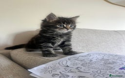 British Longhair cats for sale: Three gorgeous boy kittens available - Image 1