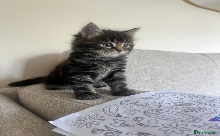 British Longhair cats - Advert 1