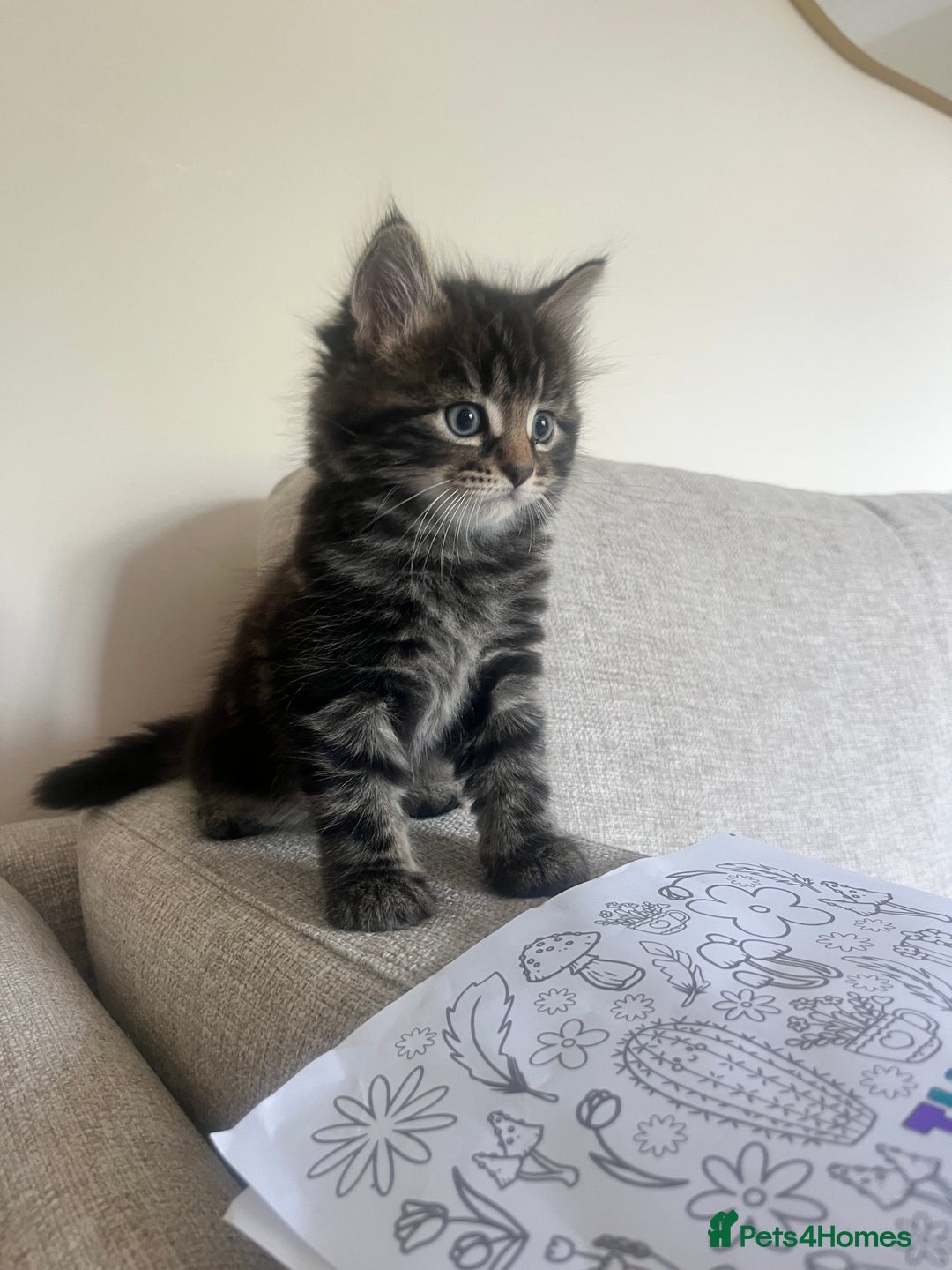 British Longhair cats for sale: Three gorgeous boy kittens available - Image 1