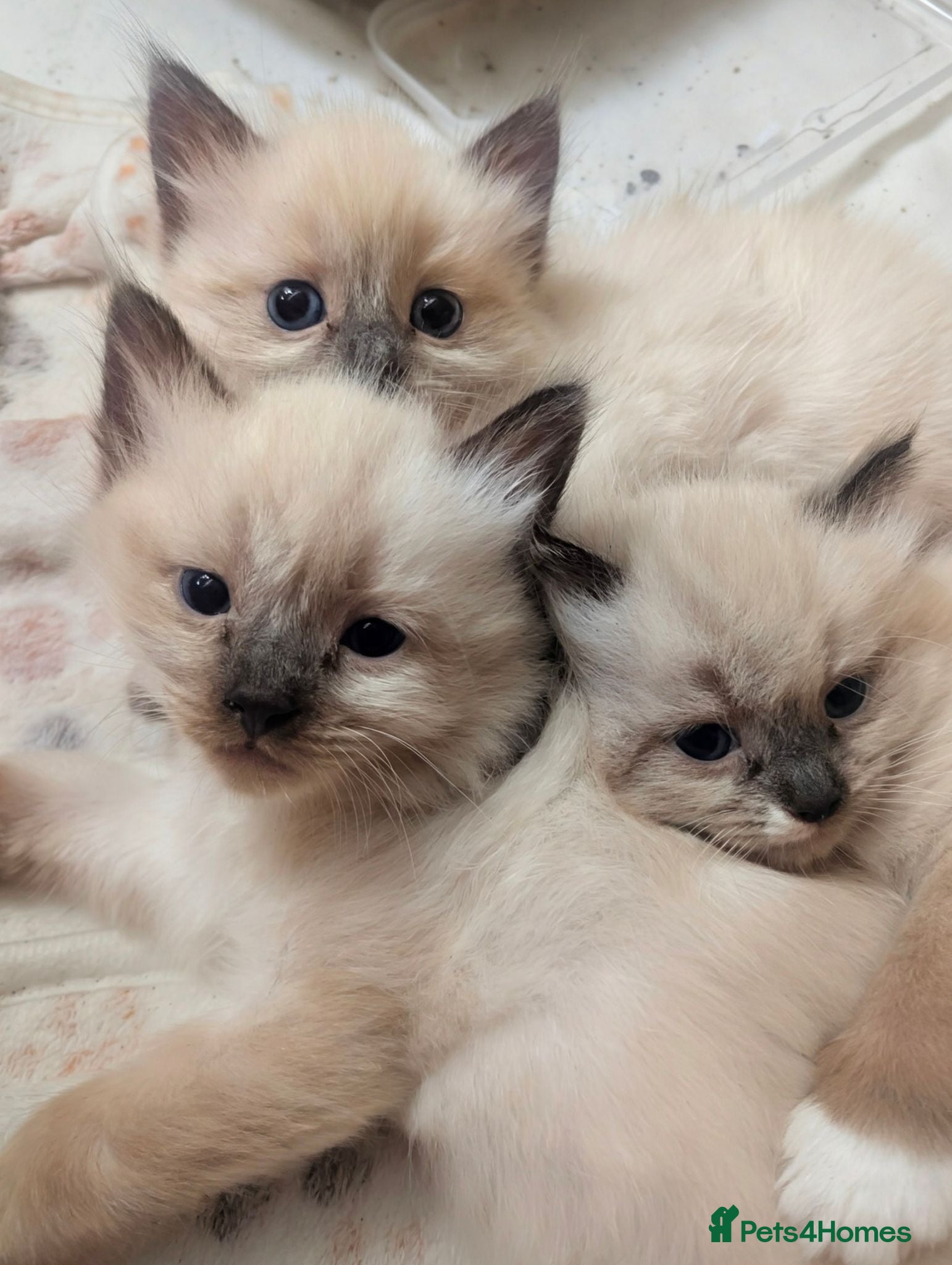 Ragamese cats Beautiful ragameise kittens  - Advert 10