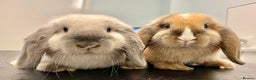 Mini Lop rabbits for sale: Female mini lops for sale  - Advert 2