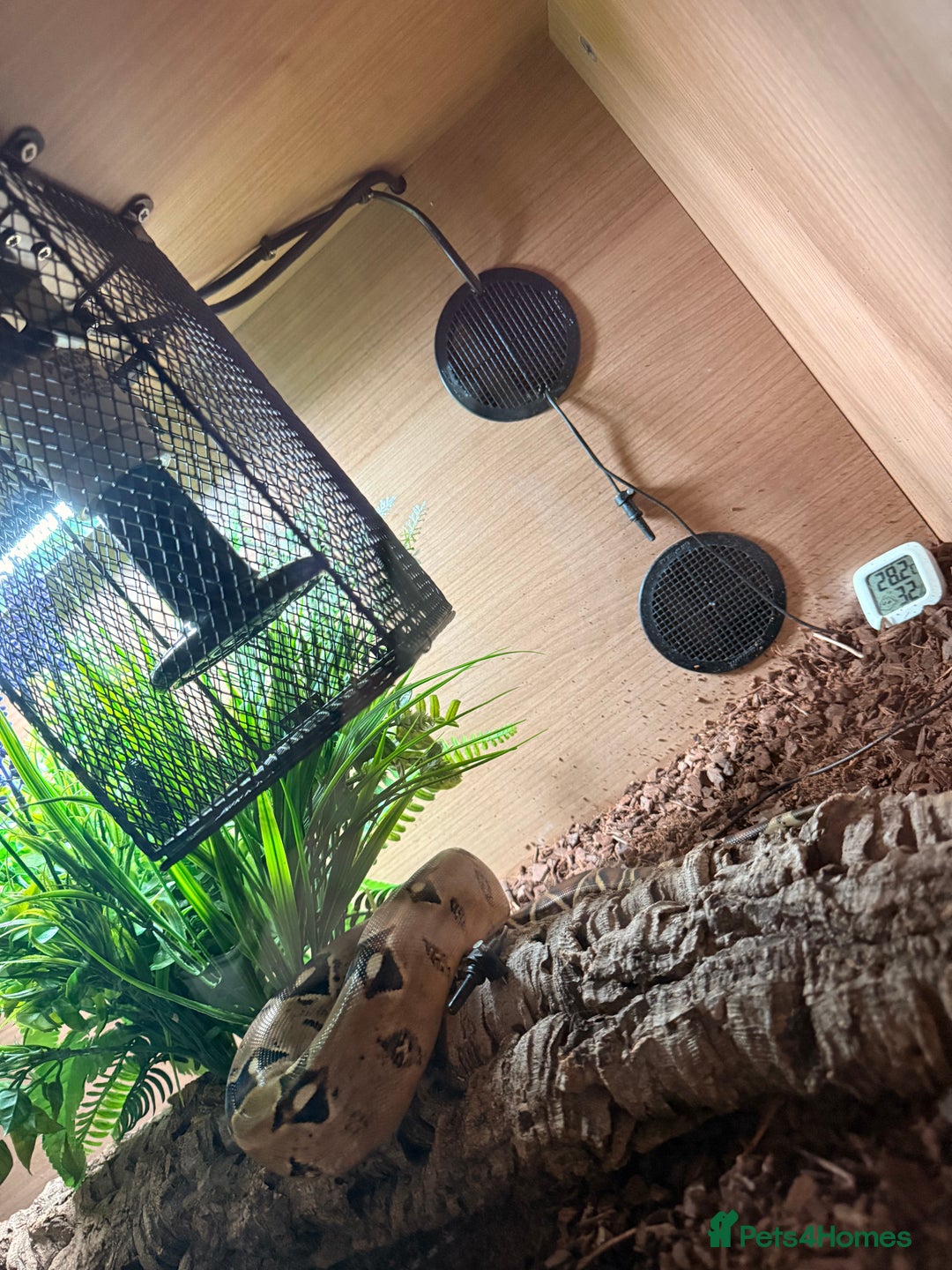 Boa Snake reptiles for sale: Female boa & full set up  - Advert 13