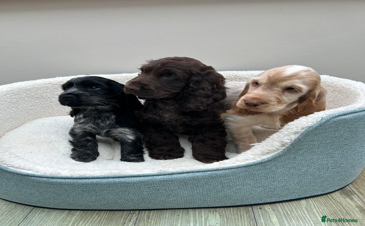 Cocker Spaniel dogs - Advert 2