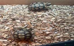 Tortoise reptiles for sale: Greek baby tortoises  in London - Image 1