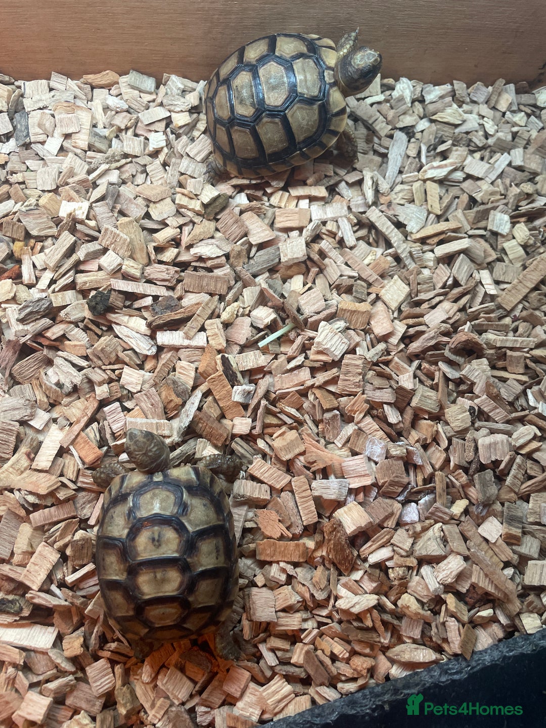 Tortoise reptiles for sale: Greek baby tortoises  in London - Image 1