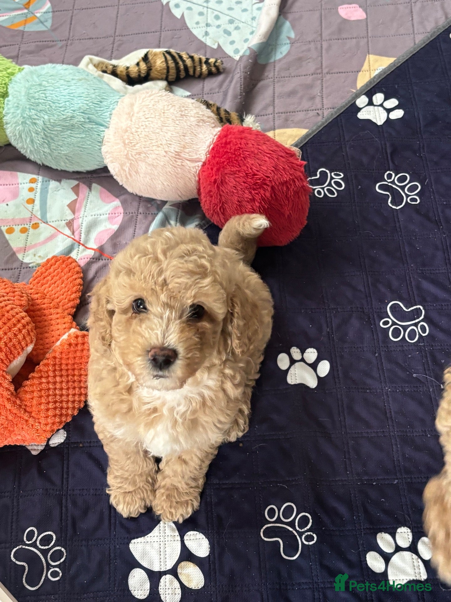 Mixed Breed dogs Beautiful Cavapoochon puppies - Advert 1