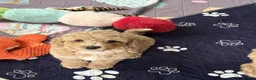 Mixed Breed dogs for sale: Beautiful Cavapoochon puppies - Advert 5