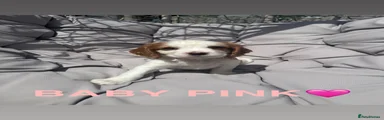 Cockalier 1
