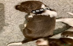 English Springer Spaniel dogs for sale: 5th Gen Springers: Purebred, 7th litter, 36 total - Image 22