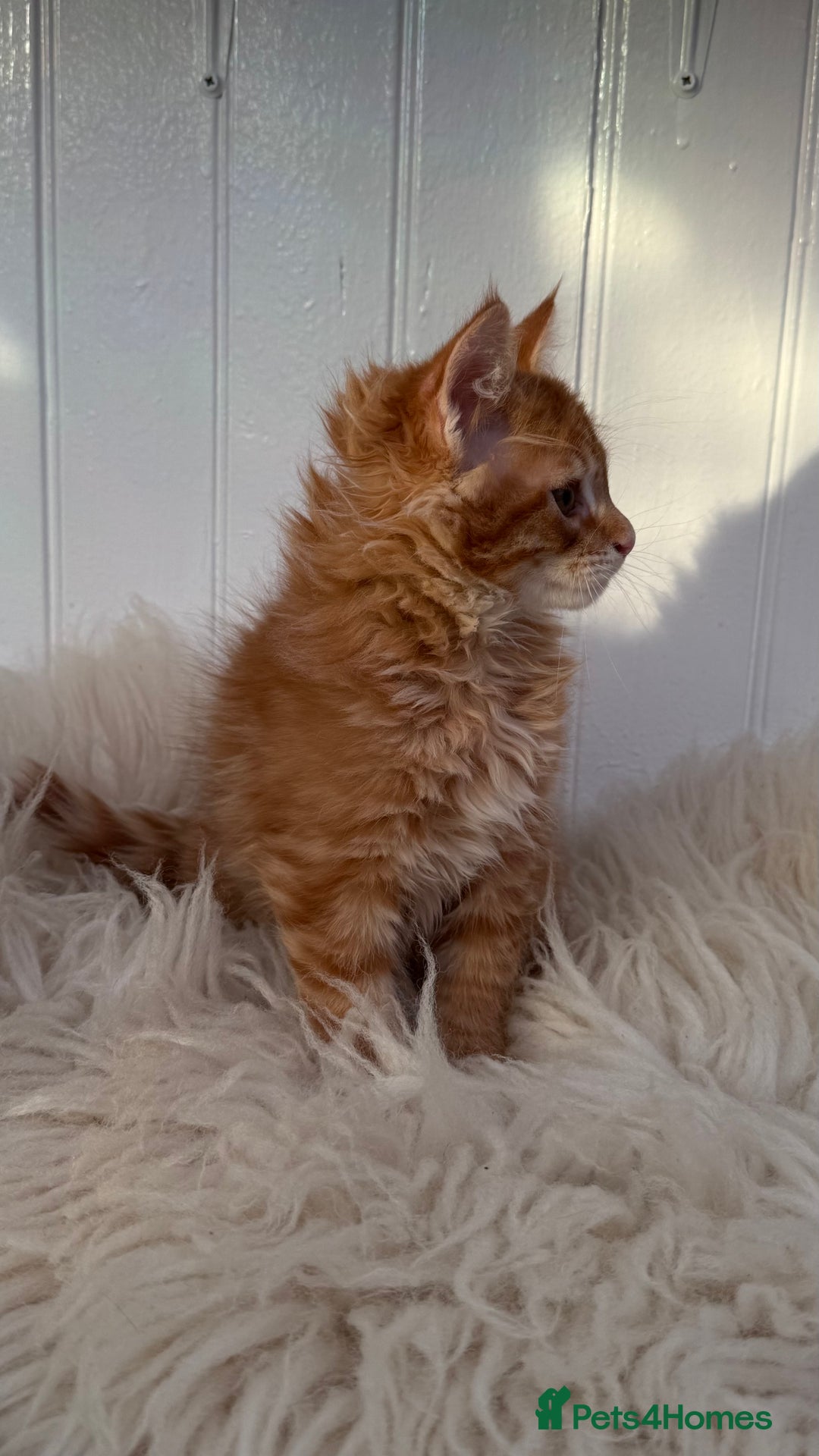 Maine Coon cats for sale: Last Two Gccf Maine Coons Boys Available - Advert 17