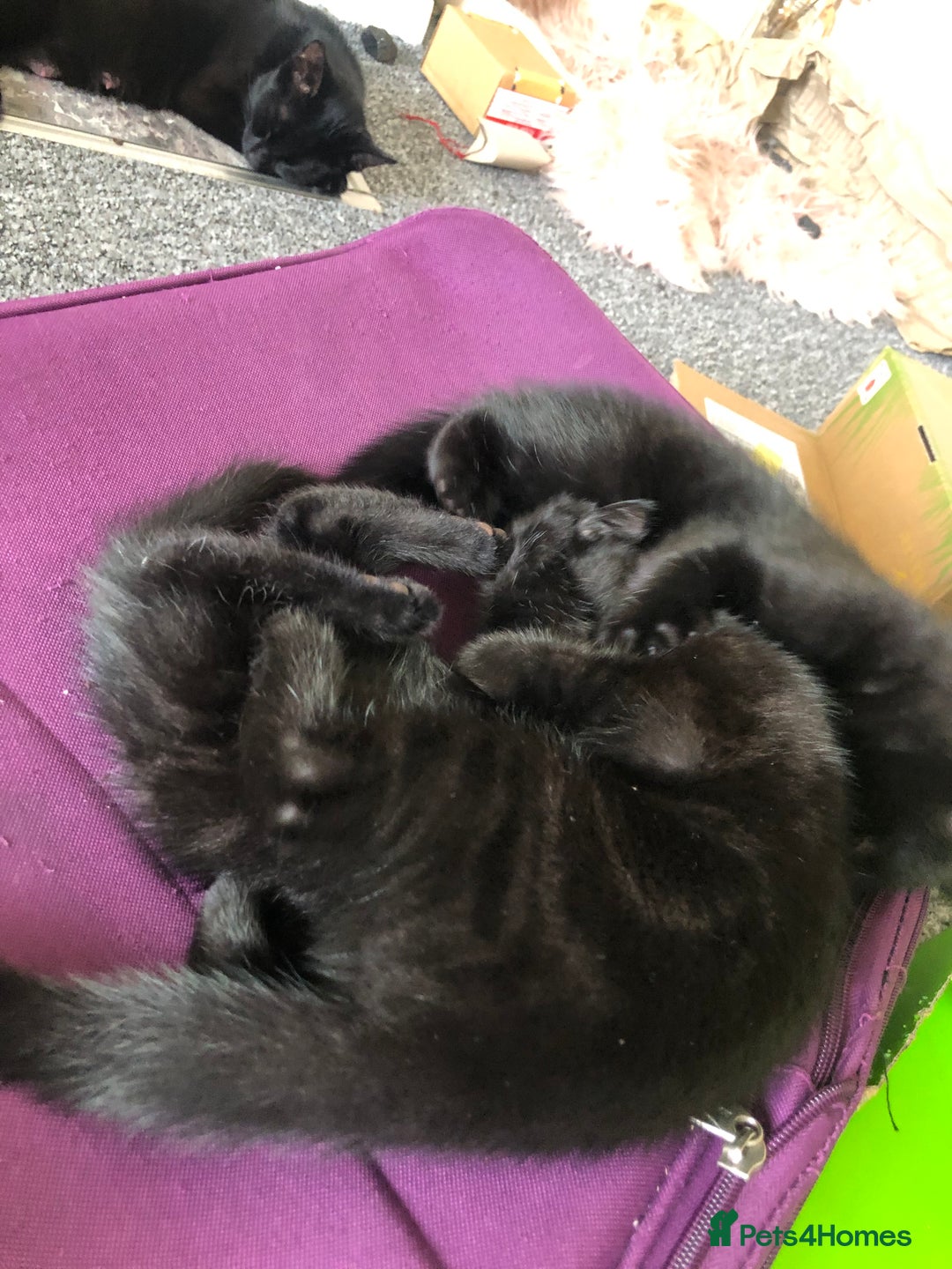 British Shorthair cats for sale: 🐾 A Rare Band of Ghost Tabby Kittens 🐾 - Image 35