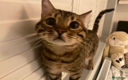 Bengal cats for sale: Beautiful Pure Bengal  - Image 6