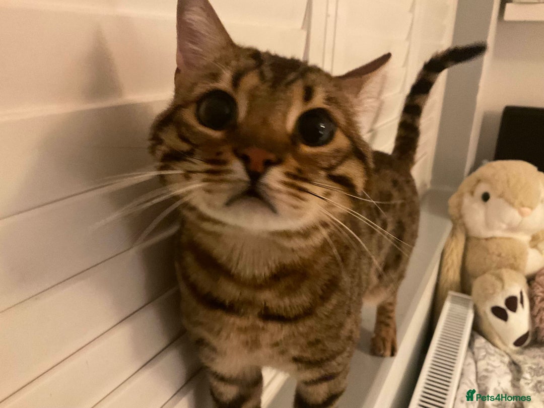 Bengal cats for sale: Beautiful Pure Bengal  - Image 6