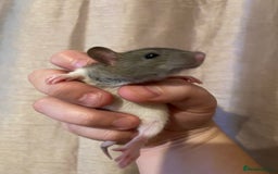 Rat rodents for sale: Baby rats looking for 5*homes only  - Advert 7