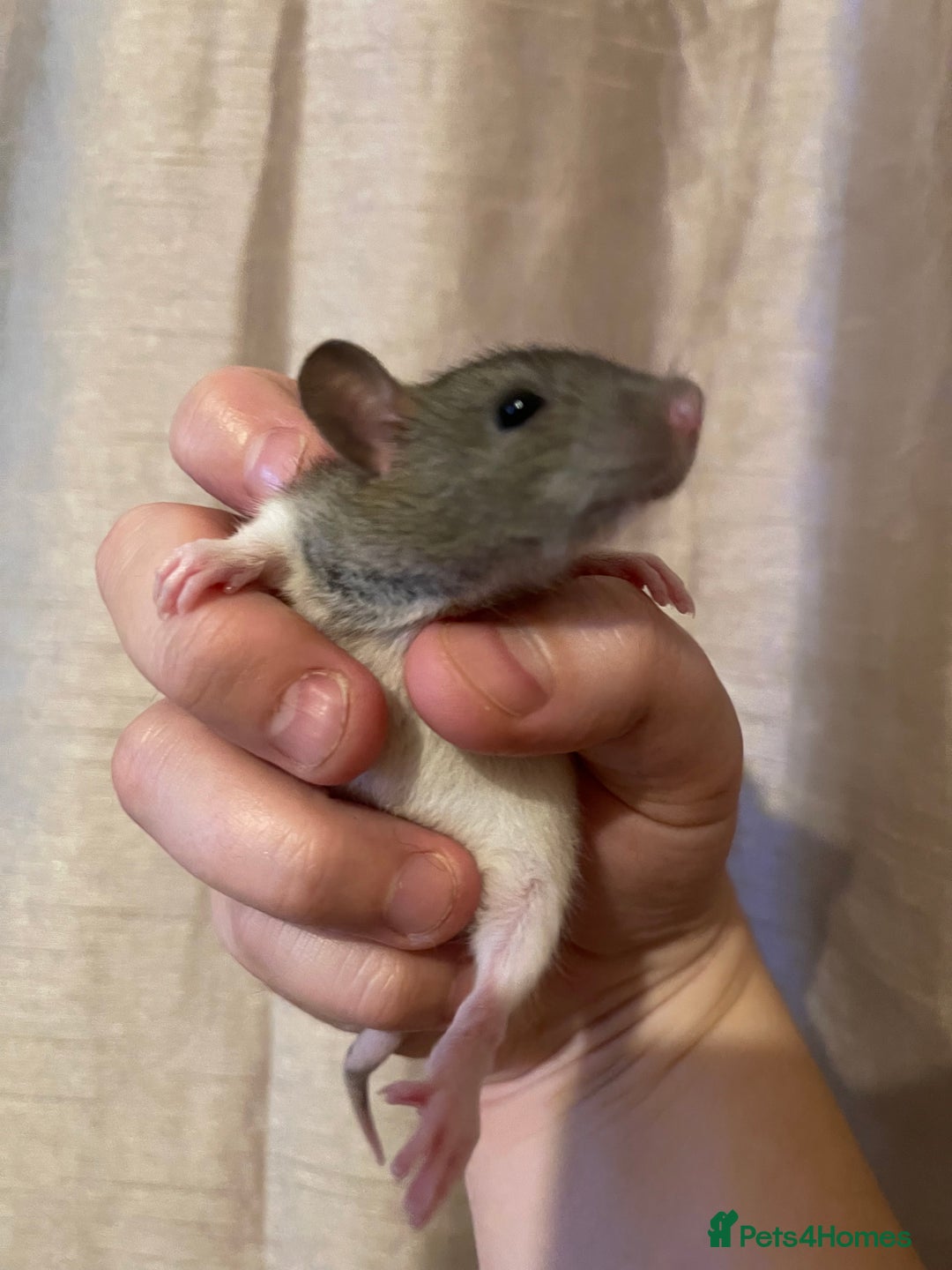 Rat rodents for sale: Baby rats looking for 5*homes only  - Advert 7