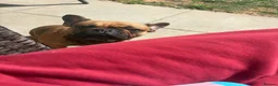 French Bulldog dogs for sale: 3 year old female frenchie  - Advert 3
