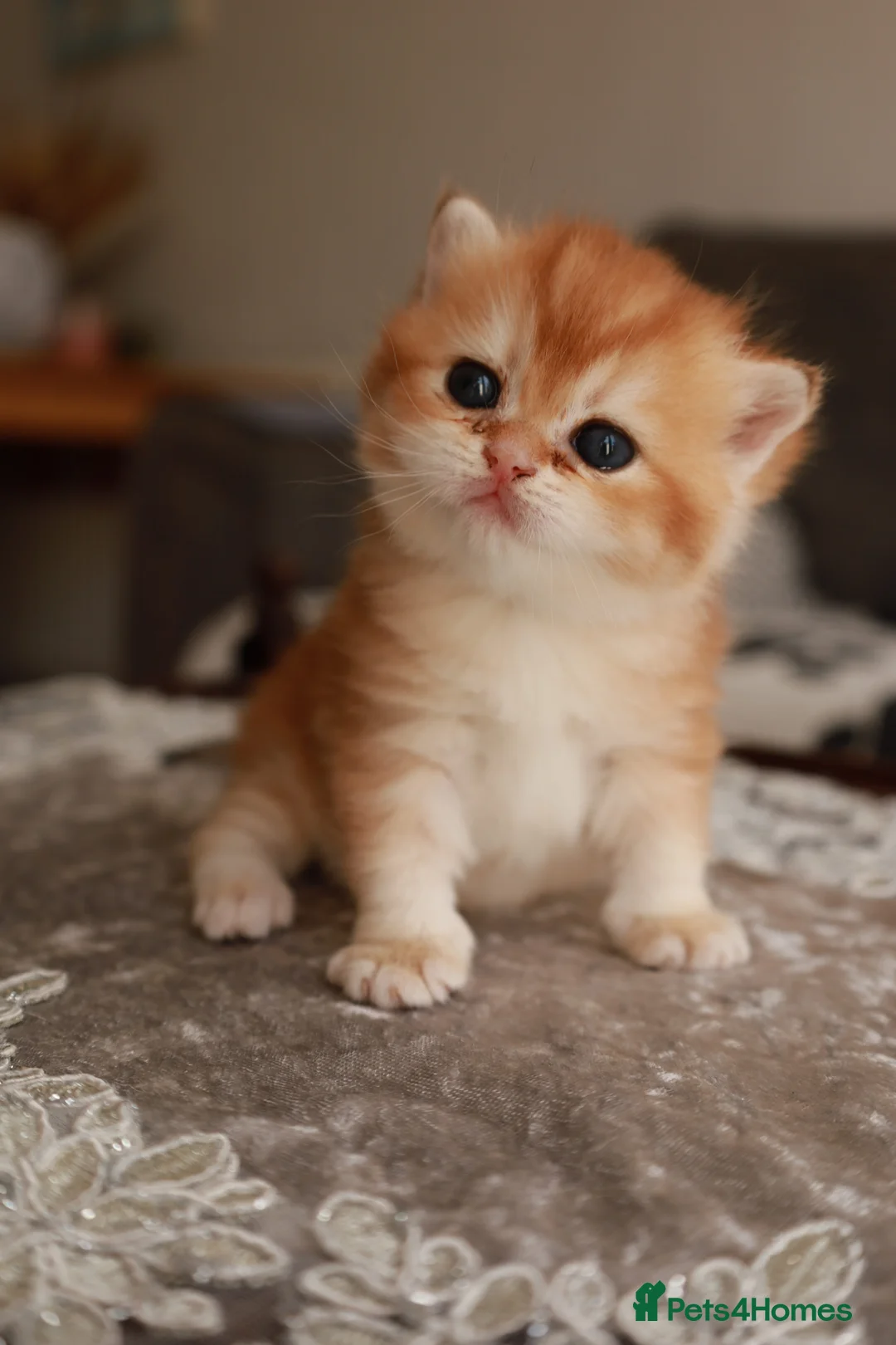 Brazilian Shorthair cats for sale: Girl Chocolate gold,TICA reg - Advert 2