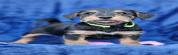 Jack Russell dogs for sale: Beautiful Litter of Jack Russell Puppies  - Advert 21