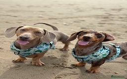 Miniature Dachshund dogs for sale: 2 Minature Dachshund - Image 2
