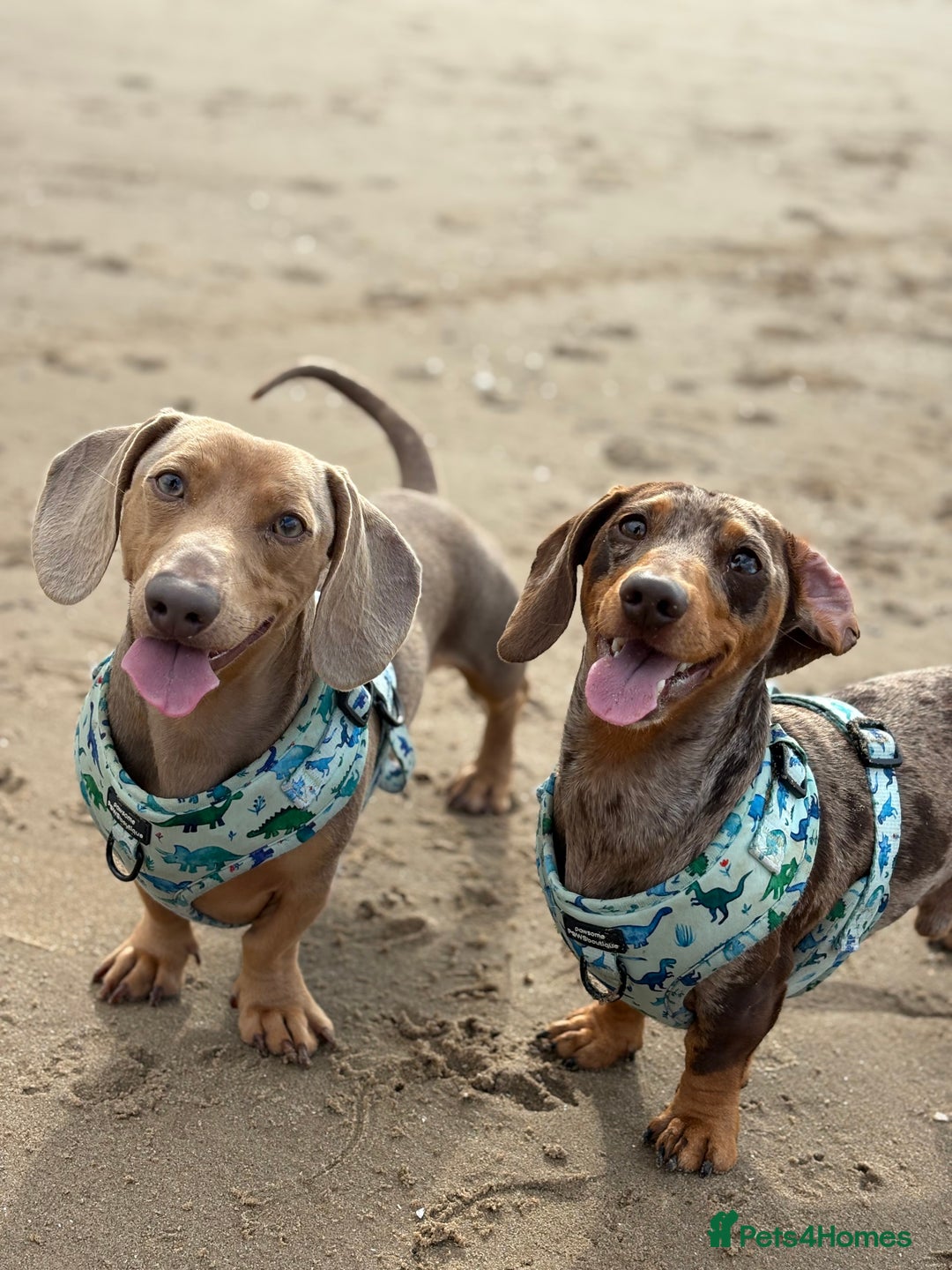 Miniature Dachshund dogs for sale: 2 Minature Dachshund - Image 2