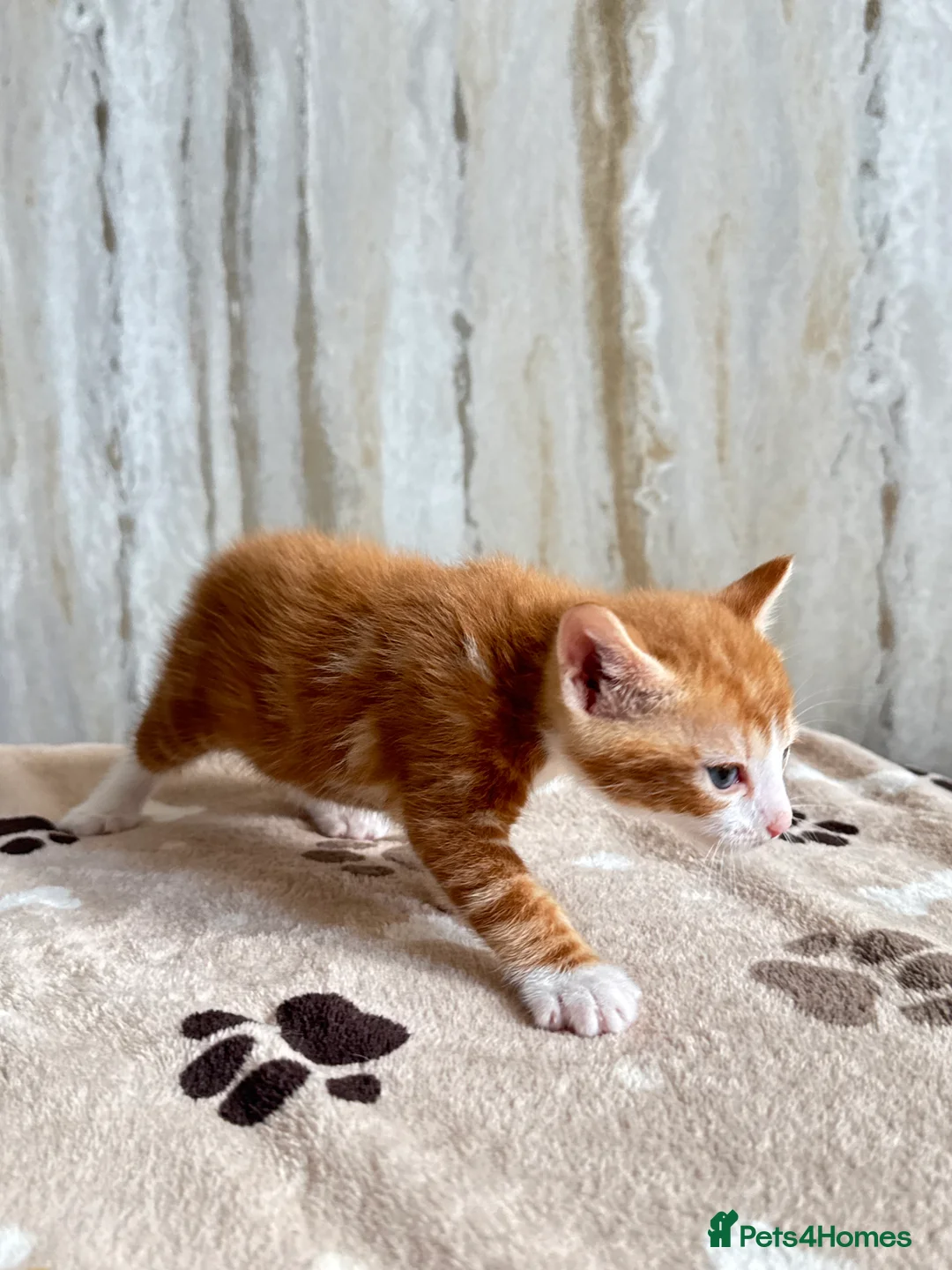 Mixed Breed cats for sale: Bengal/ tabby mixed kittens - Advert 1