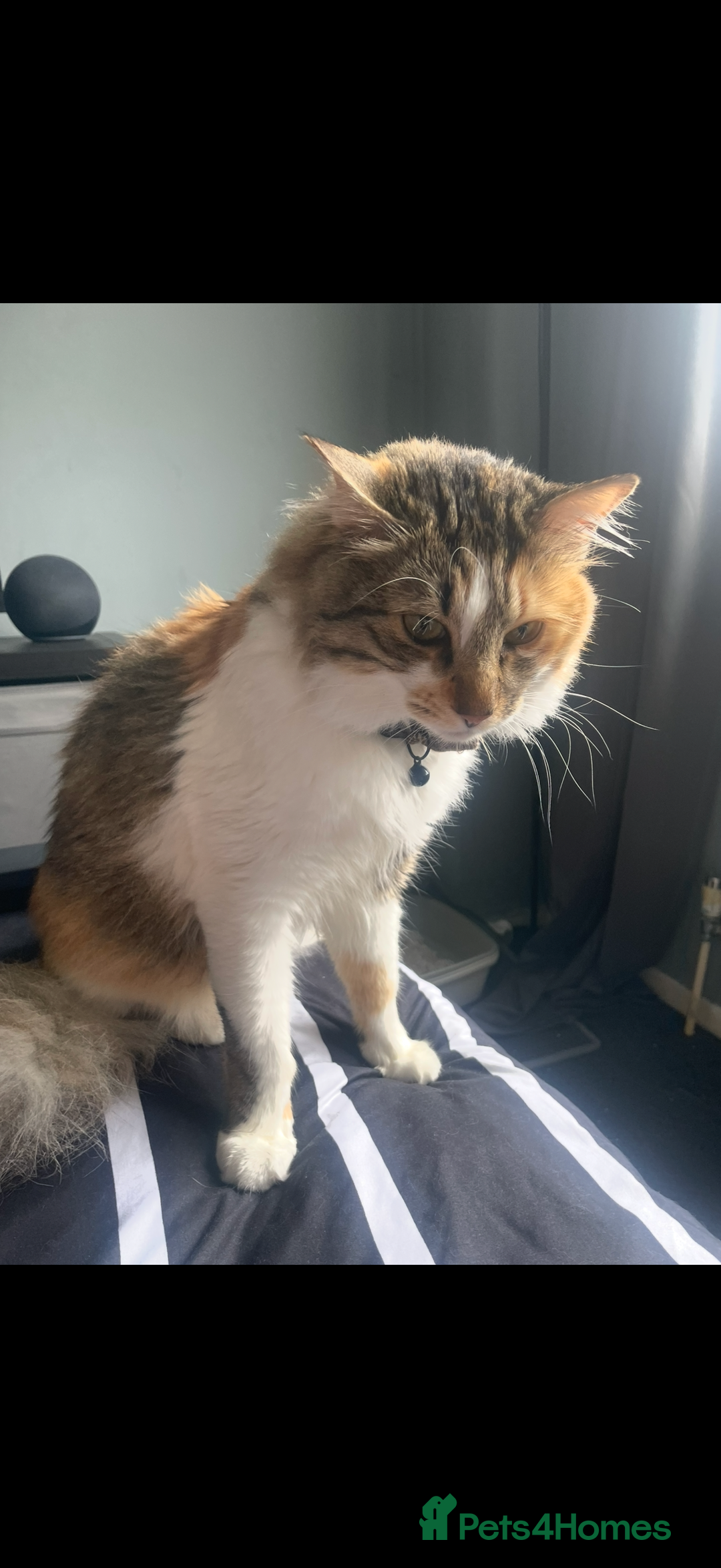 Mixed Breed cats for sale: Boy cat up for adoption - Advert 8