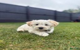 Maltipoo dogs for sale: Beautifull Maltipoo Last Boy left healthy check  - Image 2