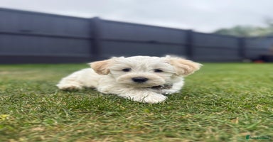 Maltipoo dogs - Advert 1