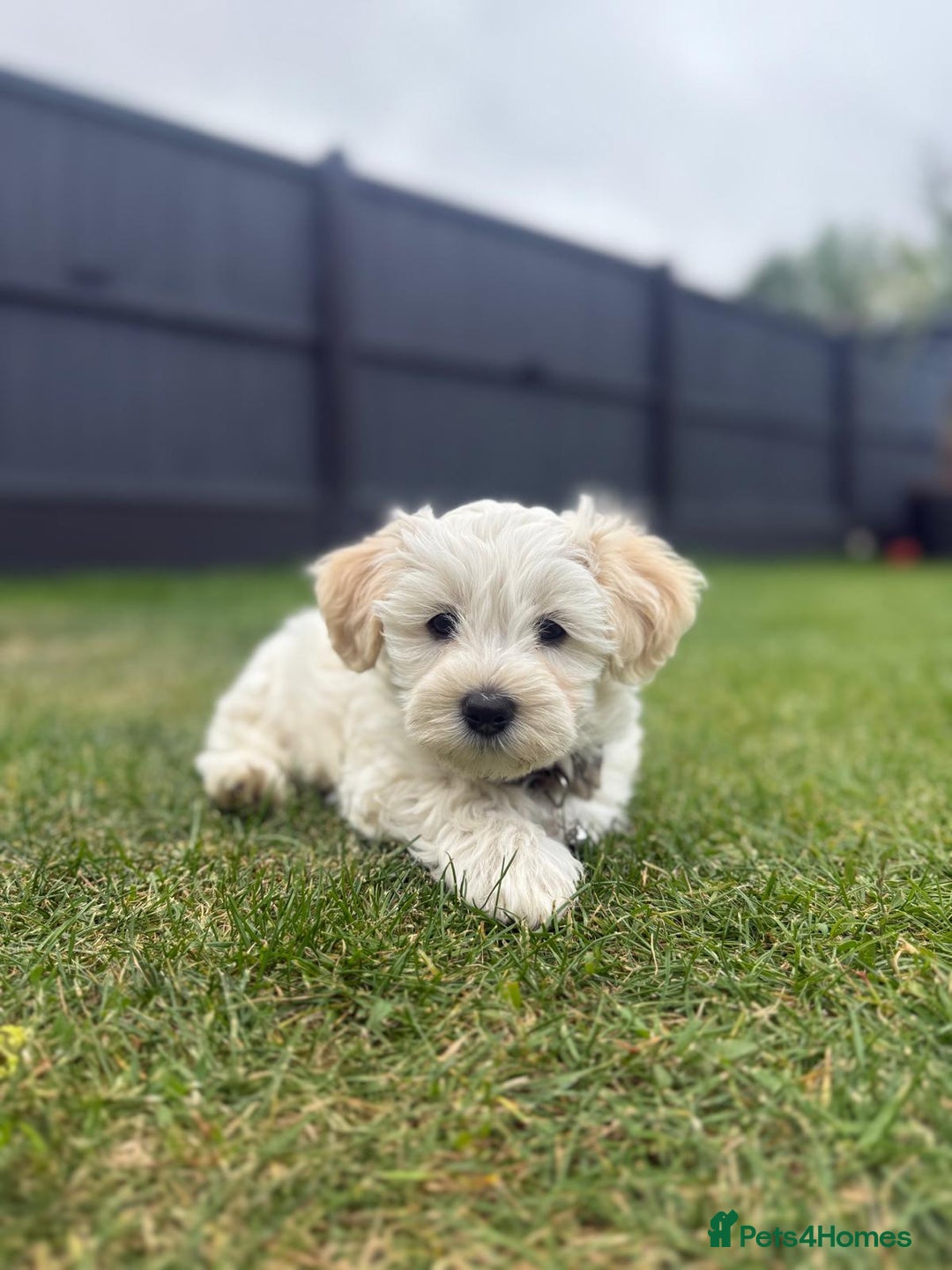 Maltipoo dogs for sale: Beautifull Maltipoo Last Boy left healthy check  - Image 2