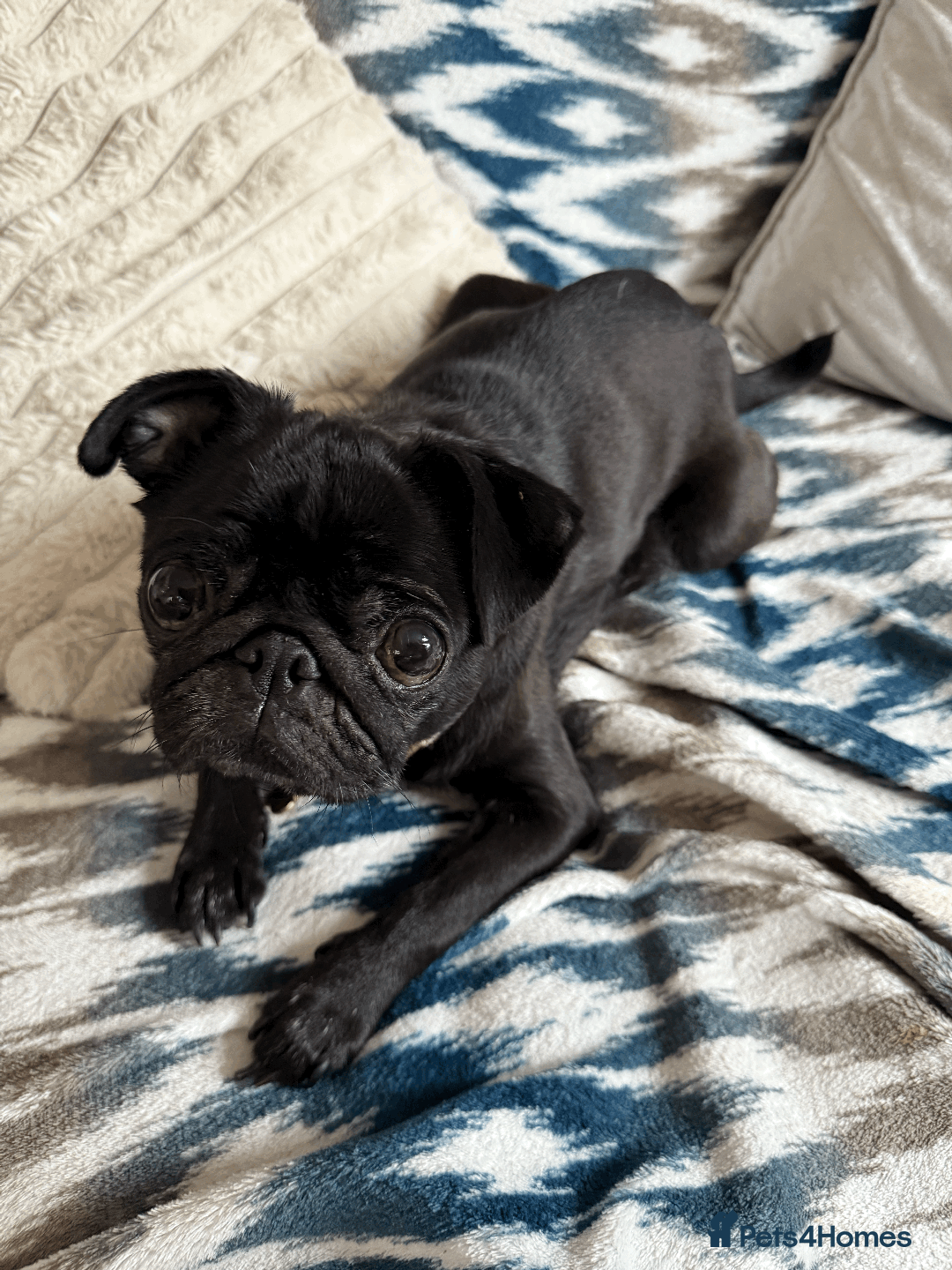 Pug dogs for sale: KC Pug Puppies - Advert 11