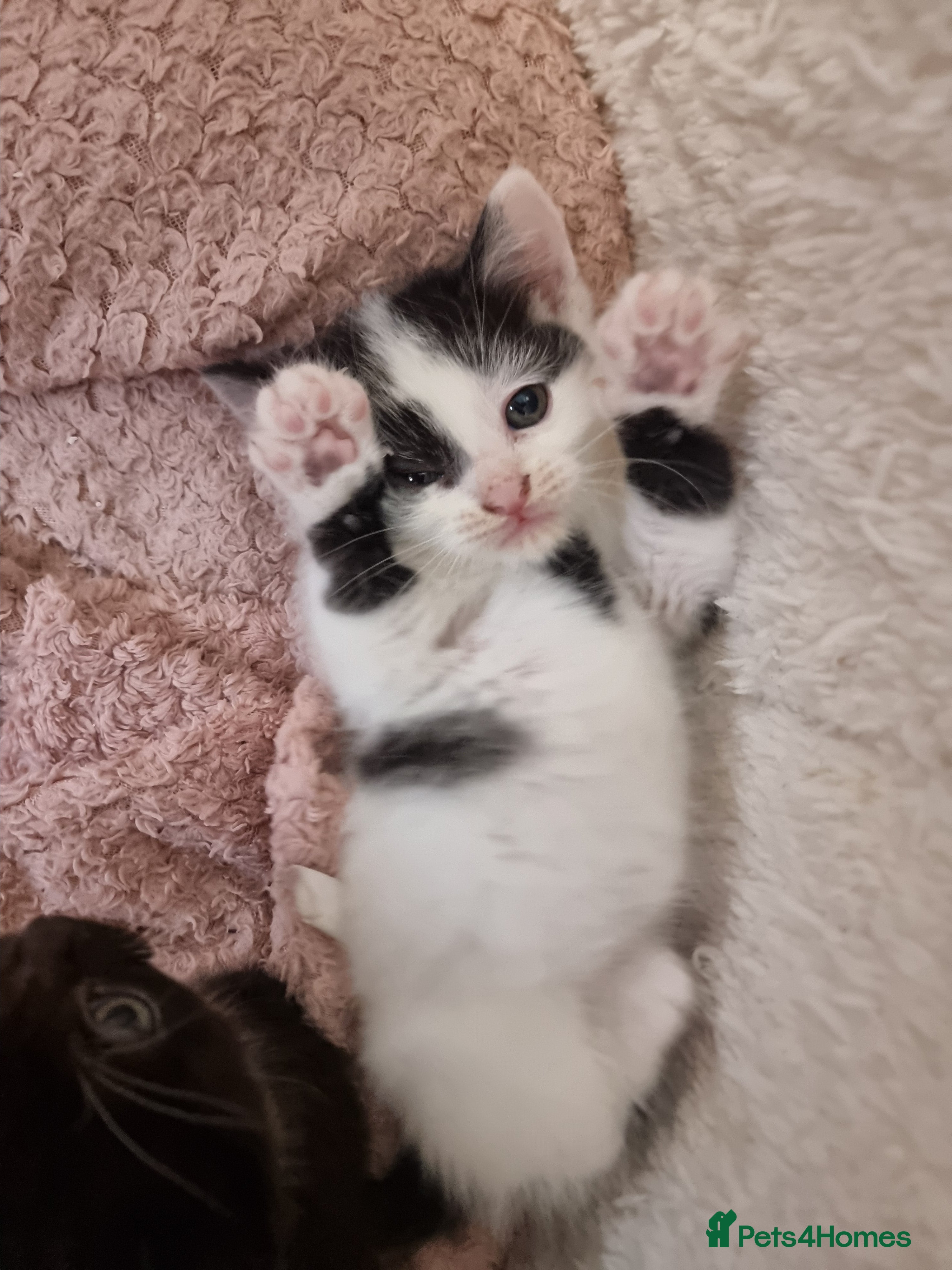 Mixed Breed cats 1 lovely kittens for sale😻 Ready from now  - Advert 18