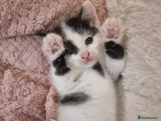 Mixed Breed cats 1 lovely kittens for sale😻 Ready from now - Advert 18